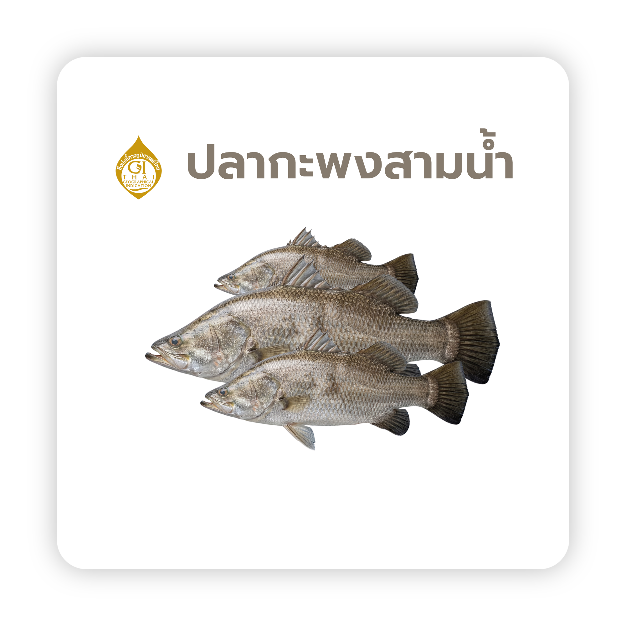 ปลากะพงสามน้ำ
